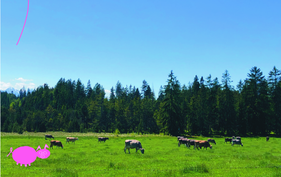 Photo of a cow pasture with the pink pig drawn in