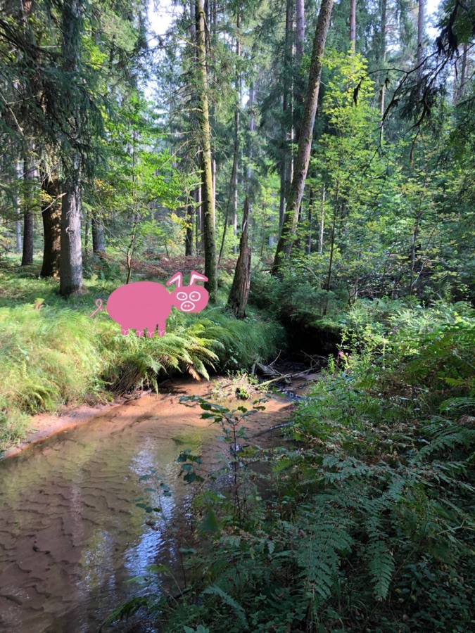 Forest stream photo with the pink pig among the ferns